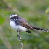 White-browed Fantail